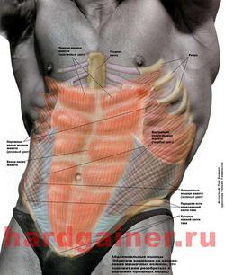 анатомию мышц живота фитнес и бодибилдинг  